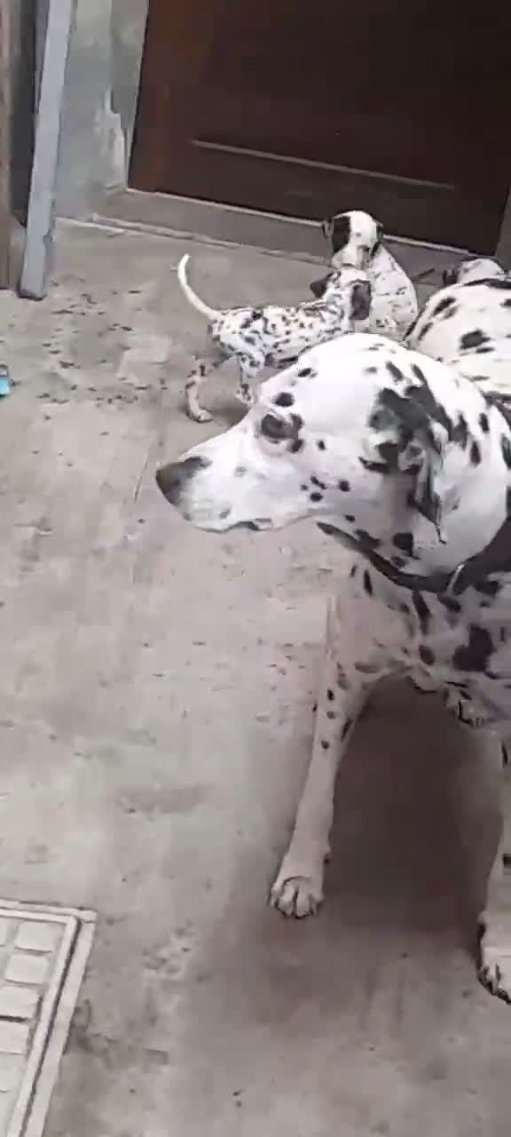 Dalmatian Puppy, farm video
