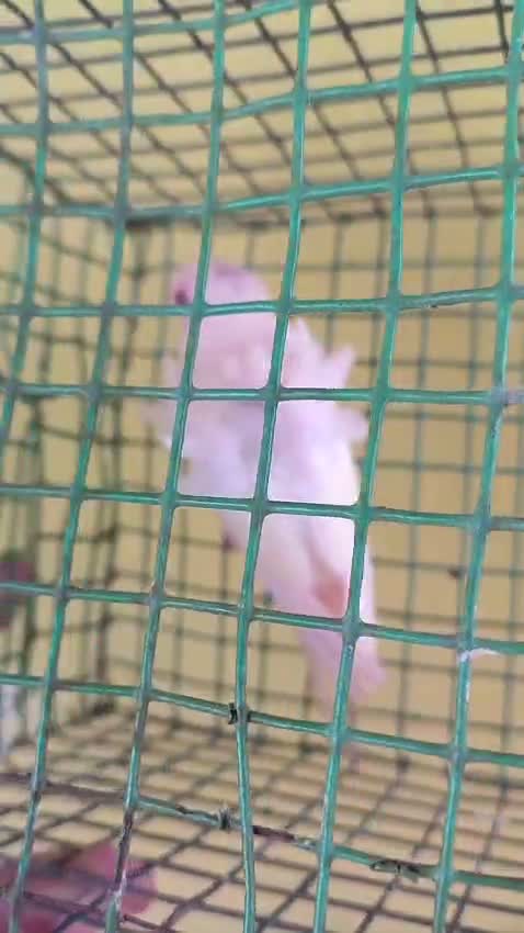 Helicopter Budgies, farm video