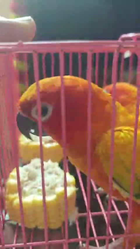 Sun Conure, farm video