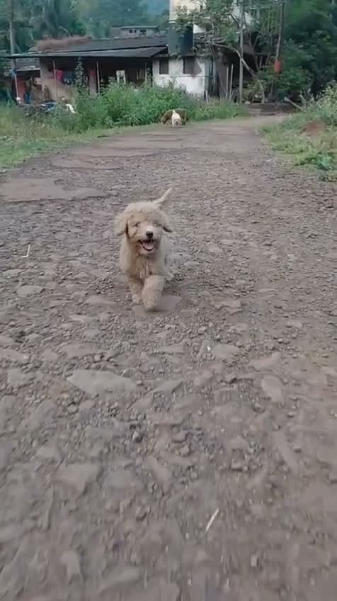 Maltipoo Puppy, farm video