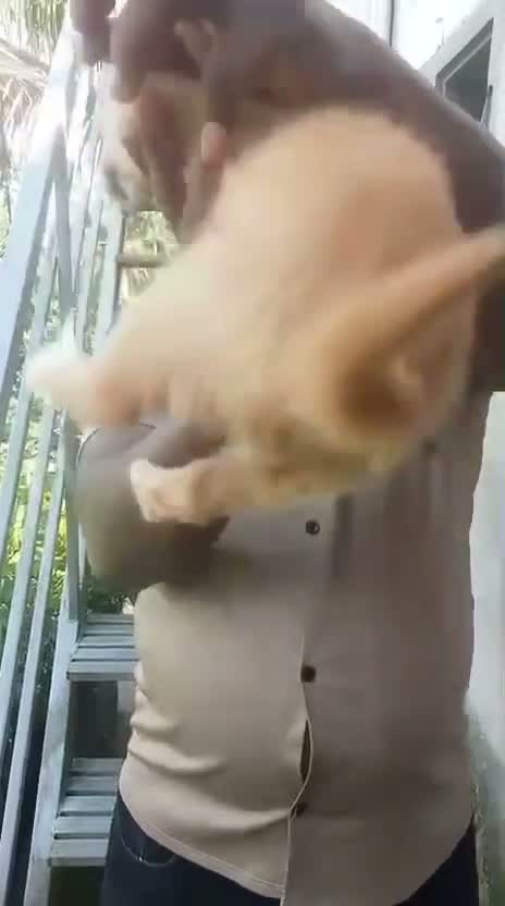 Golden Retriever, farm video