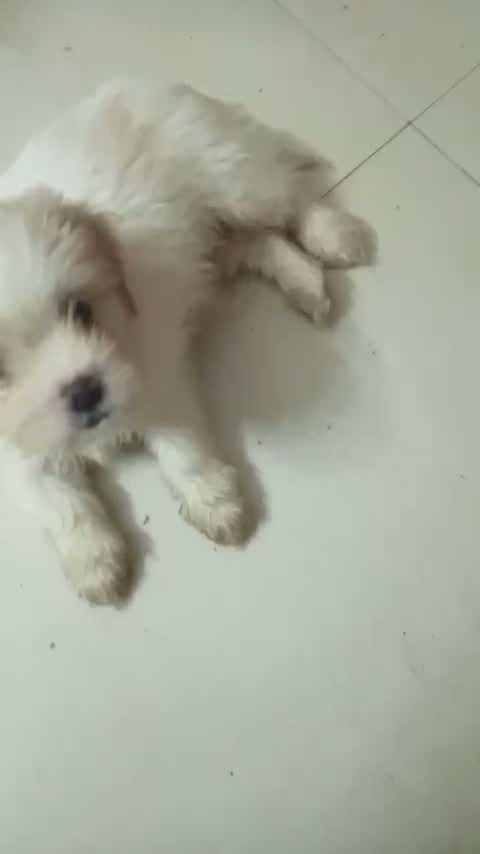 Lhasa Apso Puppies, farm video