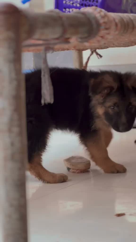 German Shepherd Puppy, farm video