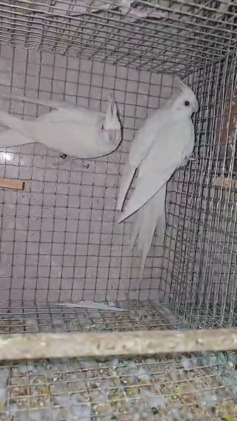 Cockatiel, farm video