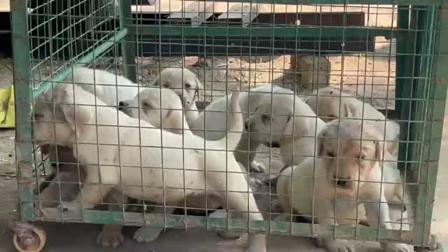 Beagle Black & Tan Puppy, farm video