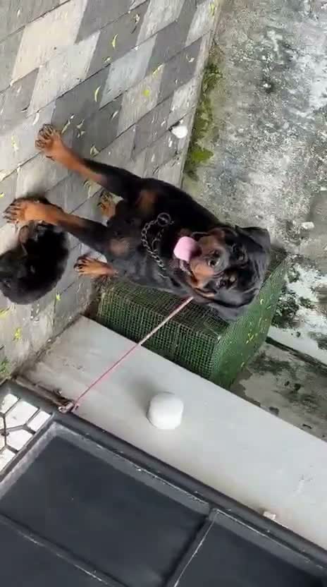 Rottweiler Puppy, farm video