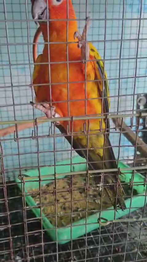 Sun Conure, farm video