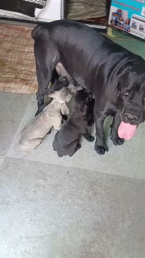 Cane Corso Puppy | Brindle, farm video