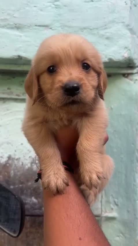 Golden Retriever, farm video