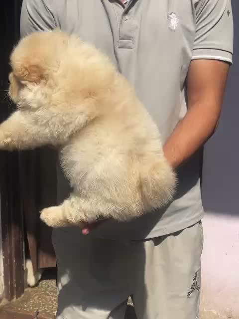 Chow Chow Puppies, farm video