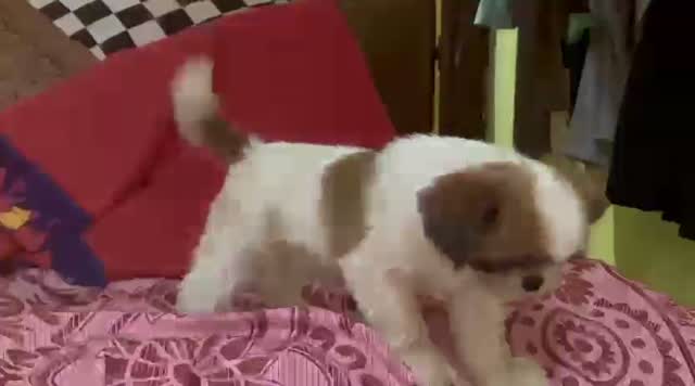 Shih Tzu | Black Color, farm video