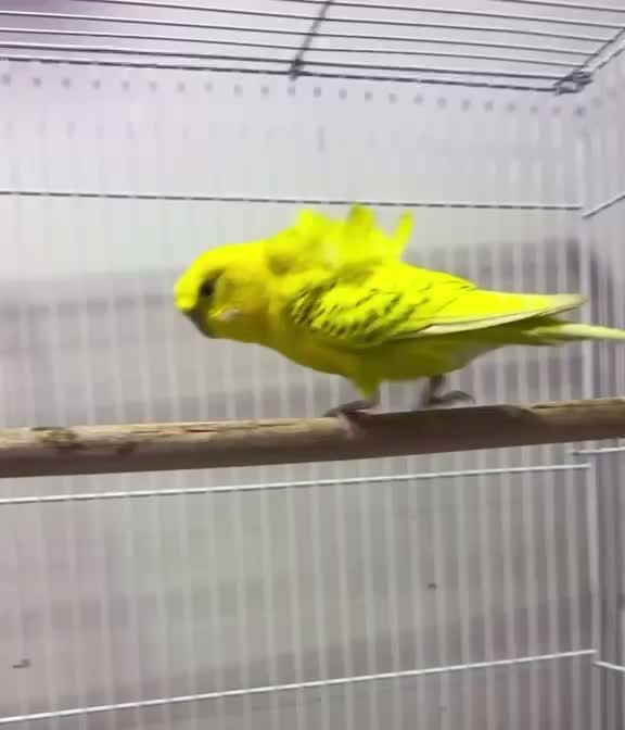Homer Pigeon, farm video