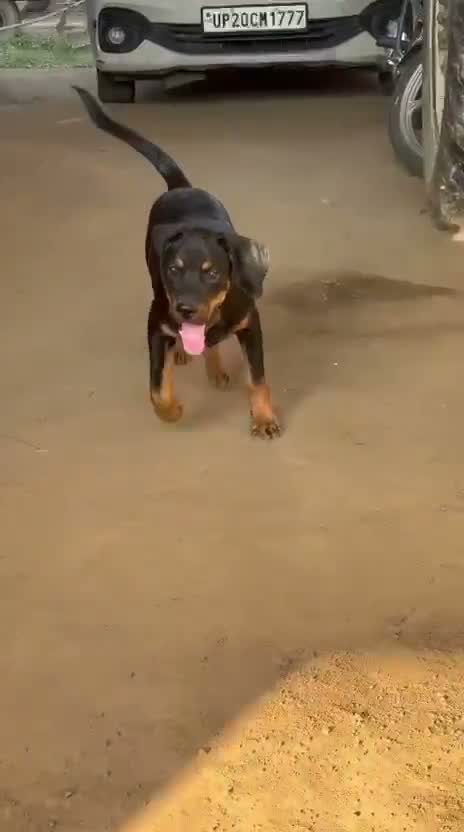 Rottweiler Puppy, farm video