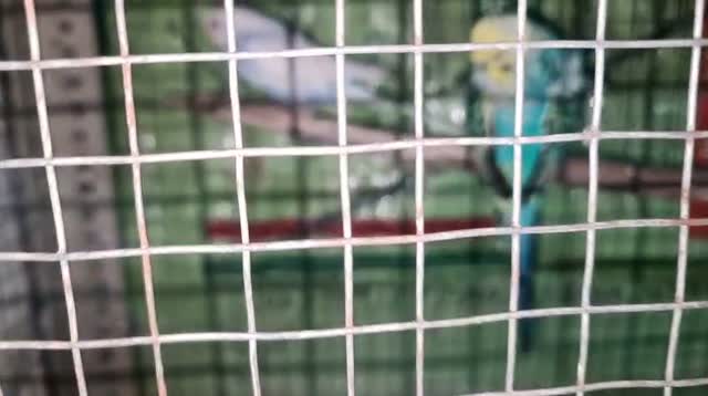 Homer Pigeon, farm video
