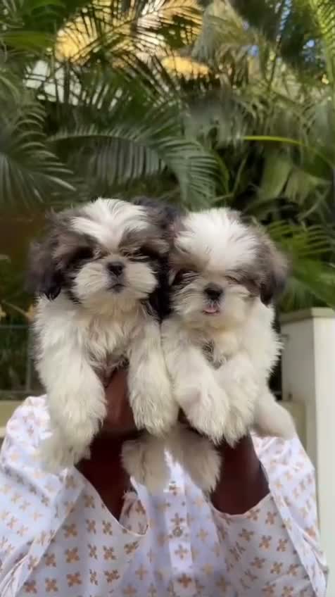 Shih Tzu | Black Color, farm video