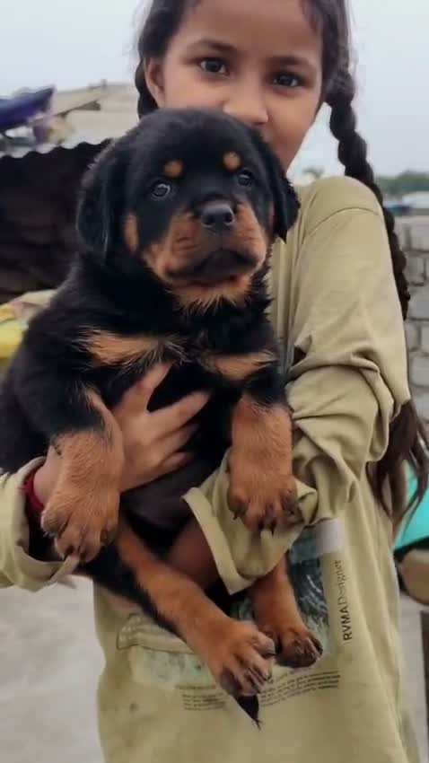 Dachshund Puppy | Brown & Tan, farm video