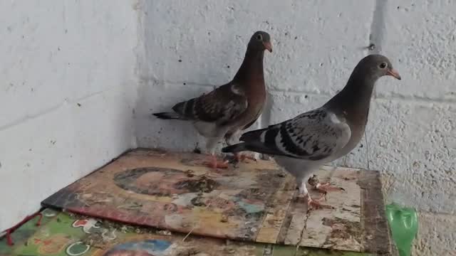 Homer Pigeon, farm video