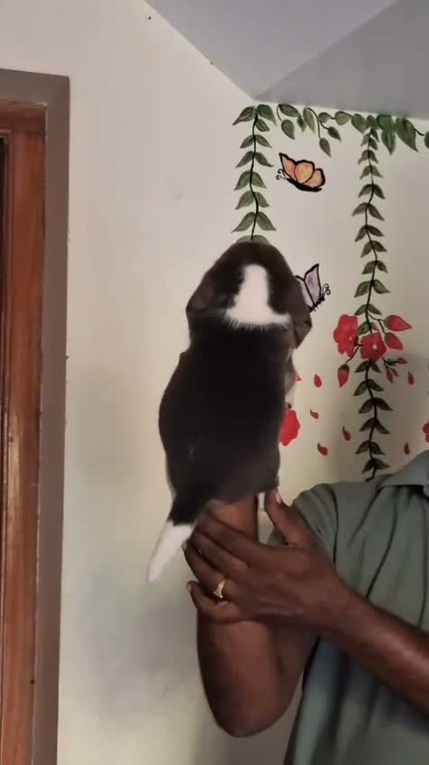 Beagle Black & Tan Puppy, farm video