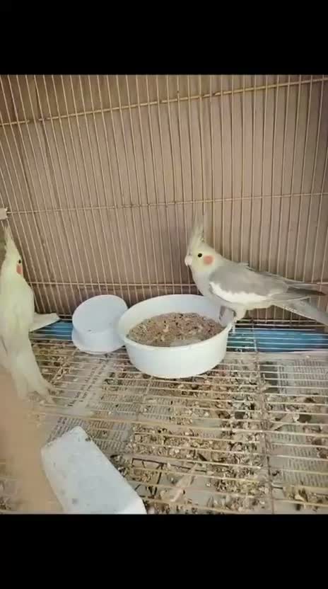 Cockatiel, farm video