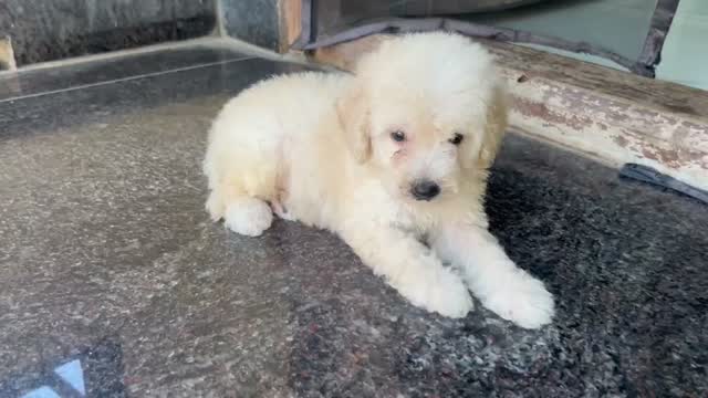 Standard Poodle Puppy, farm video