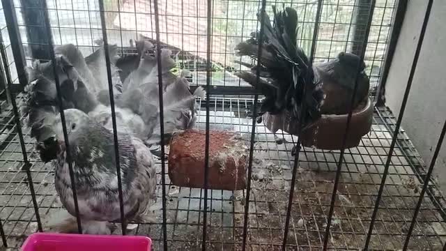 Homer Pigeon, farm video