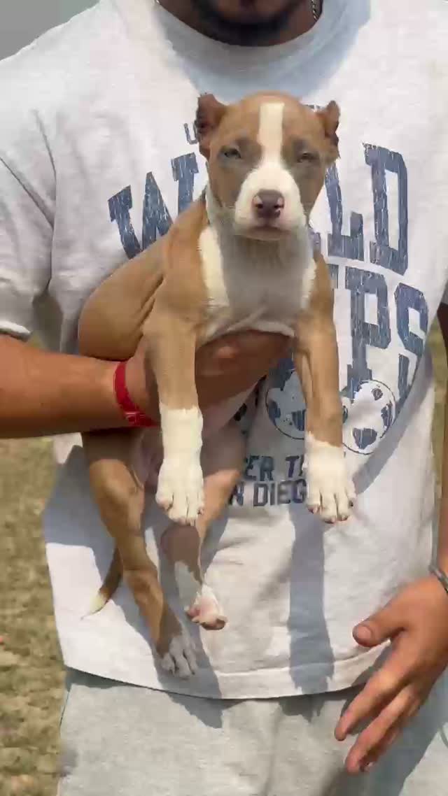 American Bully Pocket Size Puppy, farm video