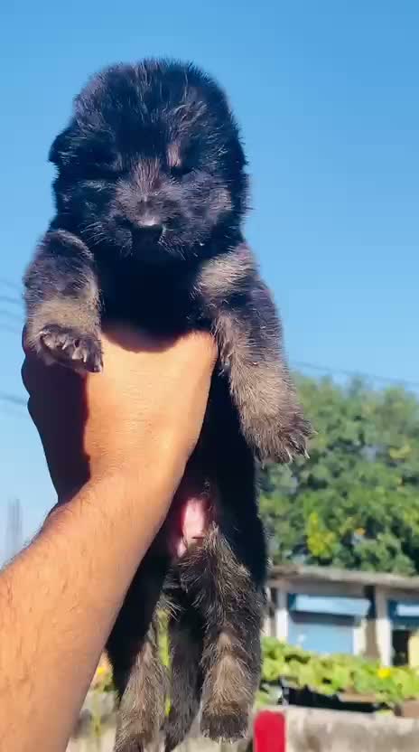 Dachshund Puppy | Brown & Tan, farm video