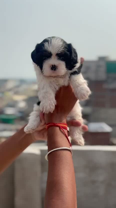 Shih Tzu | Black Color, farm video