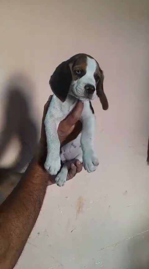 Beagle Black & Tan Puppy, farm video