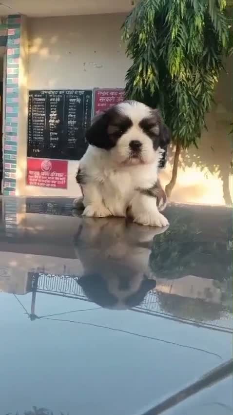 Shih Tzu | Black Color, farm video