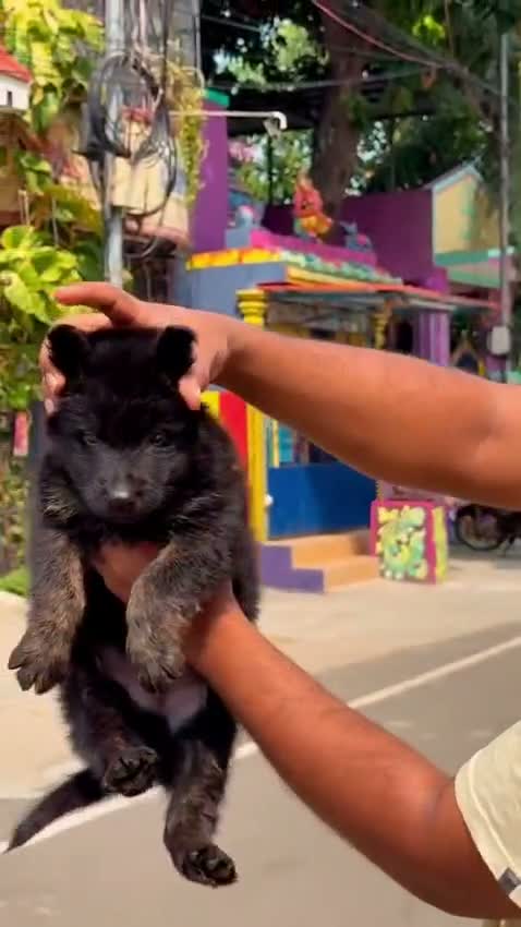 German Shepherd Puppy, farm video