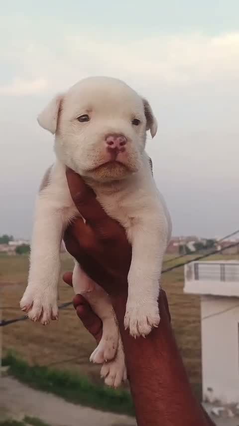 American Bully XL Size Puppy, farm video