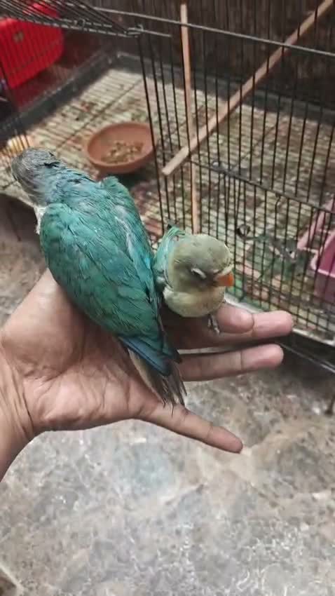 African Love Birds | Violet, farm video