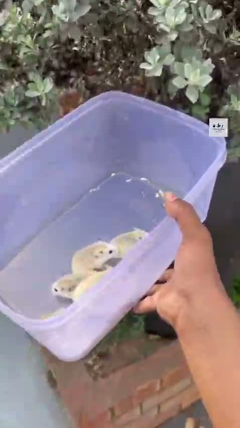 Dwarf Hamster Babies | Adults, farm video