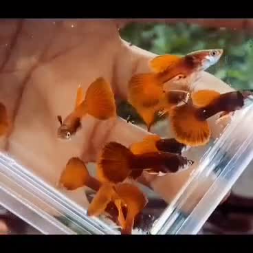Dumbo Rat, farm video