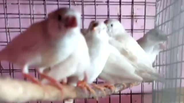 Budgies | Fallow, farm video