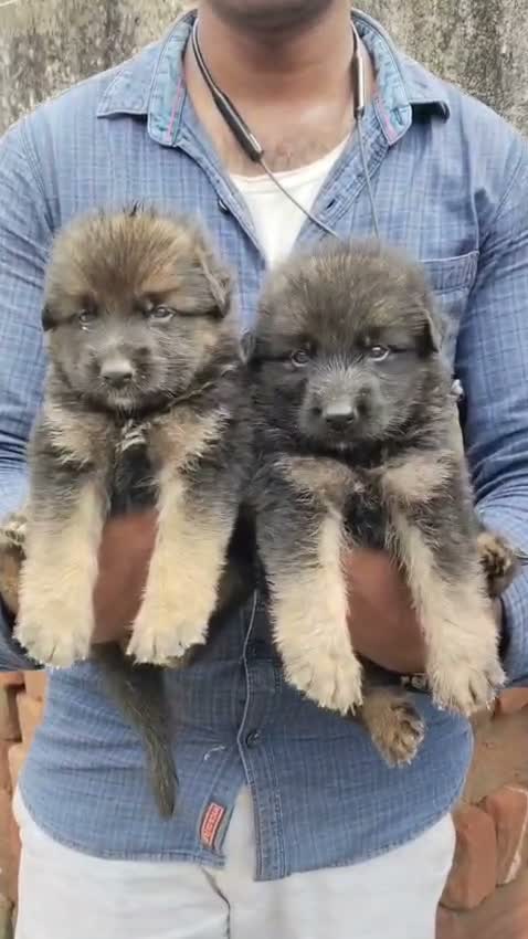 German Shepherd Puppy, farm video