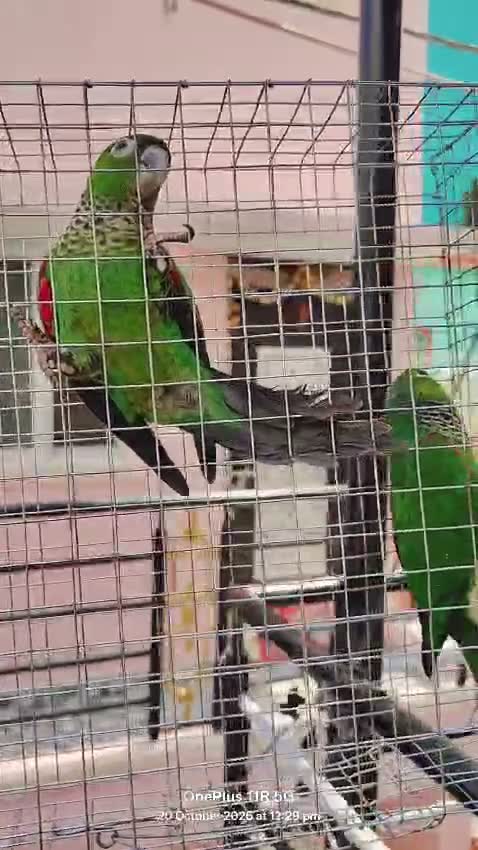 Black Capped Conure, farm video