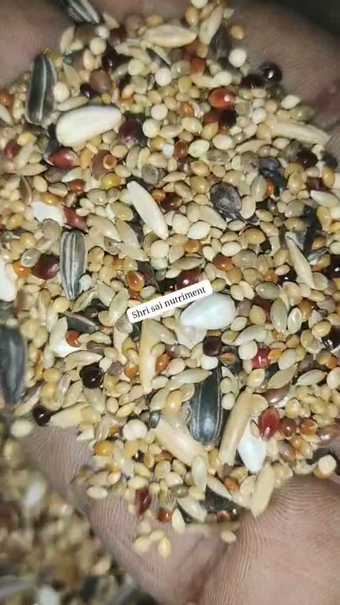 Cockatiel, farm video