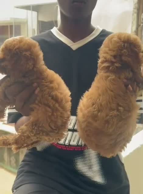 Standard Poodle Puppy | White, farm video
