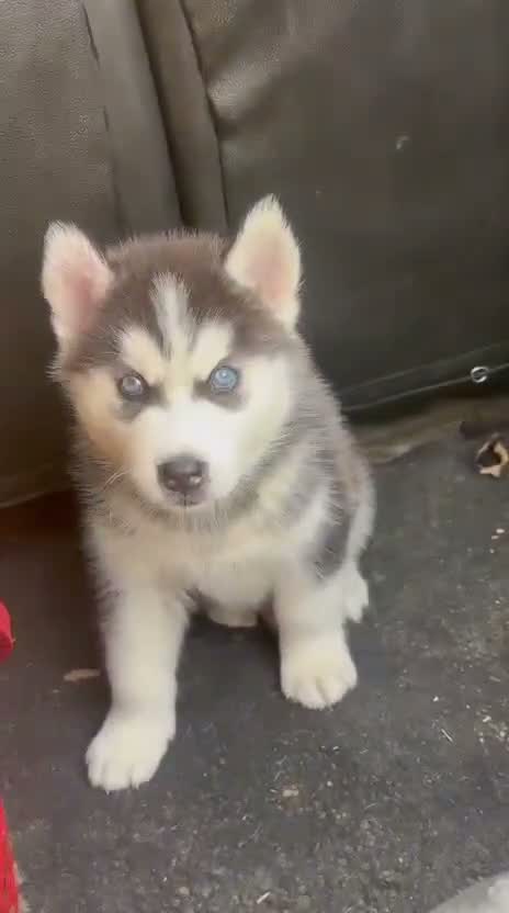 Siberian Husky Puppy | Black & White Color, farm video