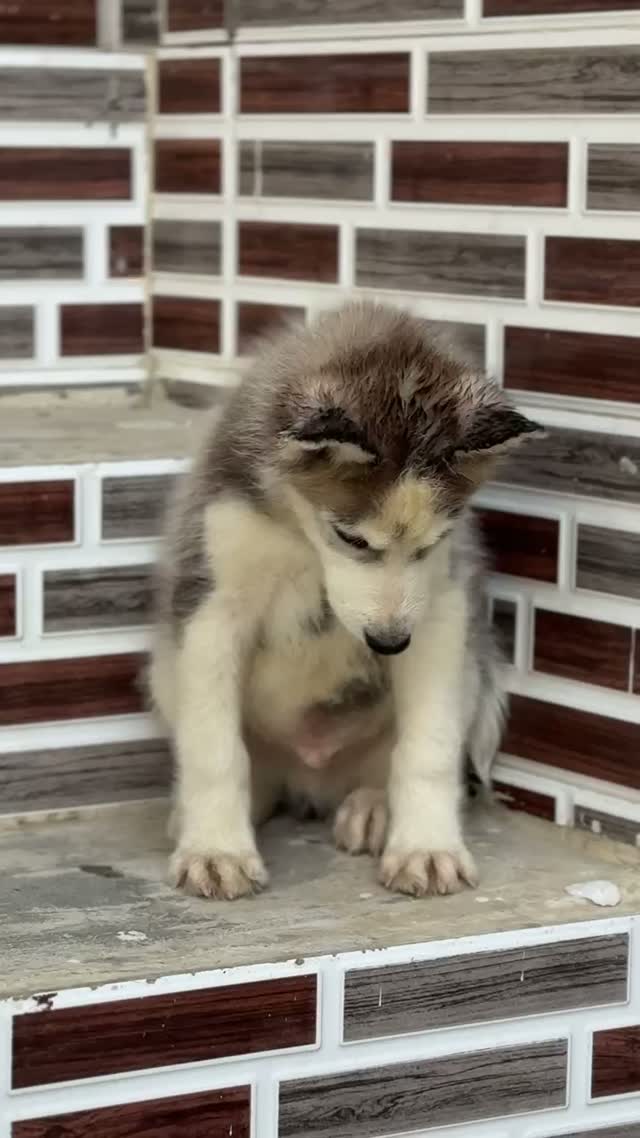 Siberian Husky Puppy | Black & White Color, farm video