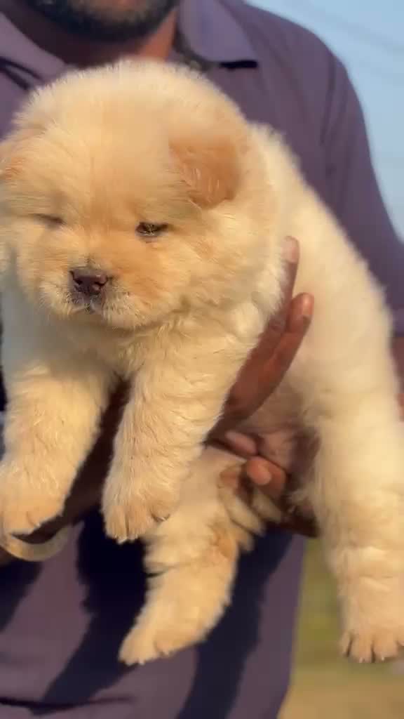 Chow Chow Puppies, farm video