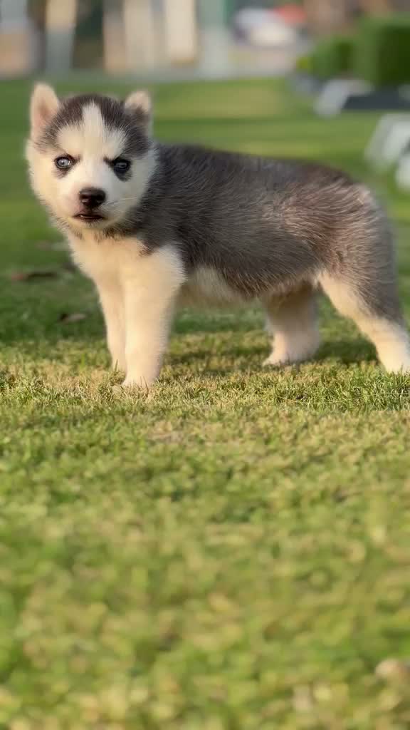 Siberian Husky Puppy | Black & White Color, farm video