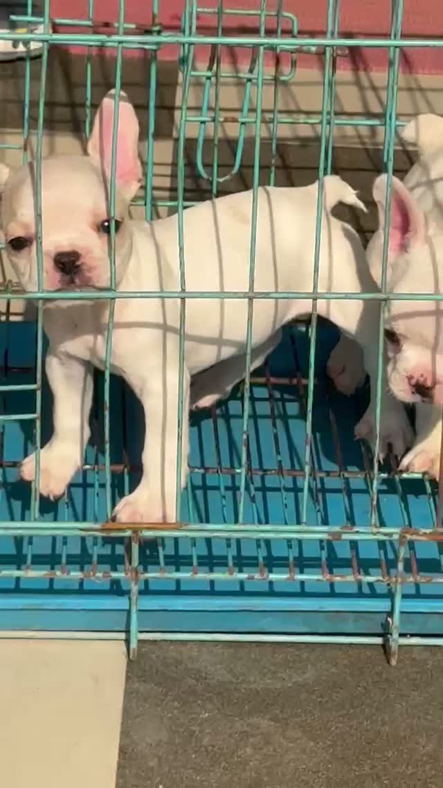 French Bulldog Puppy, farm video