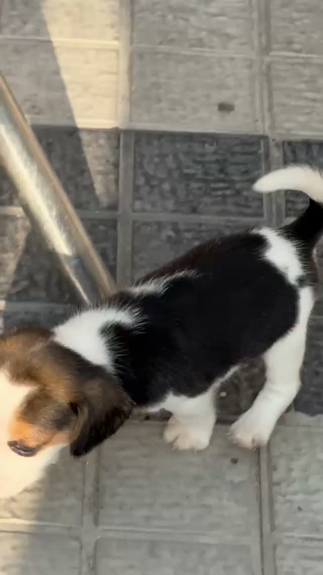 Beagle Black & Tan Puppy, farm video