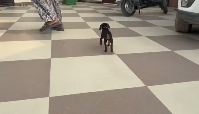 Doberman Pinscher Puppy | Brown & Tan, farm video