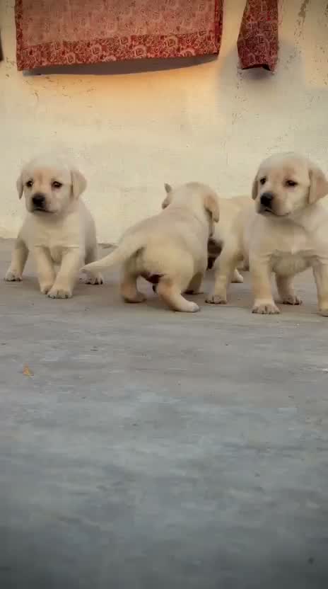 Beagle Black & Tan Puppy, farm video