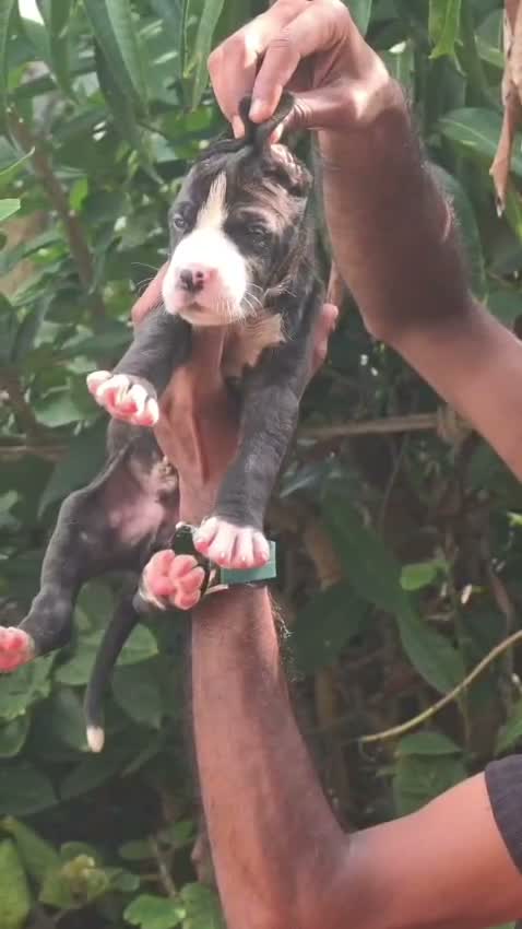 Dachshund Puppy | Brown & Tan, farm video