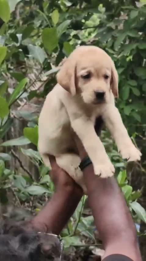 Beagle Black & Tan Puppy, farm video